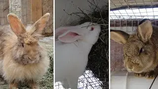 Butchering our BAD Meat Rabbit Breeders | Because Now we Have Babies to Replace Them!