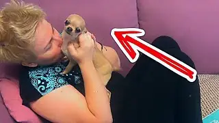 Собака держит в страхе всю семью