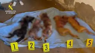Desmantelada una falsa protectora por abandono y maltrato animal en la provincia