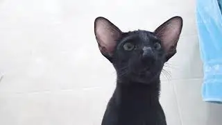 Cute Black Oriental Cat