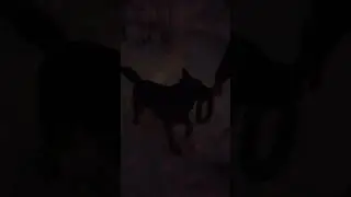 Немец на ночной прогулке🐕‍🦺#shorts