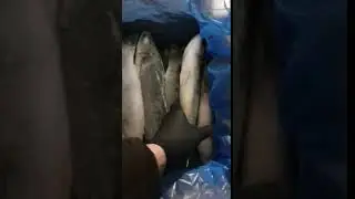 Сибас