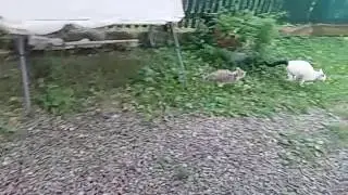 бій котів