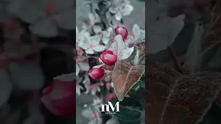 Молитва перед сном  