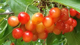 Cherry IPUT and BRYANSKAYA ROZOVAYA 2025
