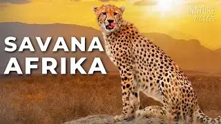 SAVANA AFRIKA | Predator Brutal dan Alam Epik - Film Dokumenter