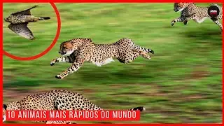 10 ANIMAIS MAIS RAPIDOS DO MUNDO