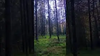Тихо в лесу ку-ку