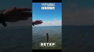 Рыбалка для начинающих на кефаль! Лучший ветер для рыбалки на море. Как подобрать ветер для рыбалки?