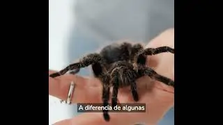 tarantula arborea