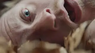 League Against Cruel Sports – Silent Enemy (2016, UK) [4K Upscale]