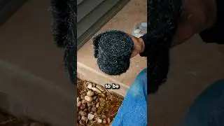 How to Prevent MICE 🐁