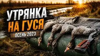 Охота на гуся. Утрянка. Осень 2023 г.