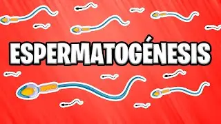 ✅ WHAT IS SPERMATOGENESIS? | EMBRYOLOGY [2023] 📚