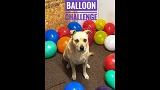 Dog balloon challenge