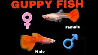 Male or Female Guppy Fish Difference :  HOW TO KNOW IF YOUR GUPPY FISH IS MALE or FEMALE