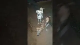 Dog |Puppy| Dog Baby Puppy| puppydog #shorts #insaniyat #dog #puppy #funny #cat #animals #shortvideo