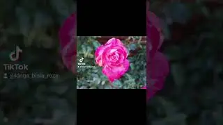 Love me like you do #nature #flowers #garden  #roses #whiterose #bialaroza #róże #kwiaty #lilie #jeż