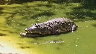 Crocodile Mating