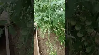 🌿моя теплица что растёт 