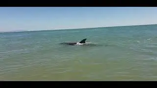 Анапа / Туристы в шоке / Дельфины на пляже.