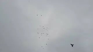 Бакинцы в пасмурную погоду и не большой туман! 🕊🕊🕊