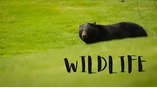 Wildlife of Birtish Columbia - CANADA