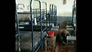 Гарибшо Компания давраи хизмат