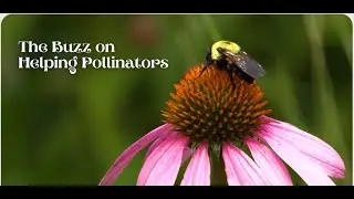 The Buzz on Helping Pollinators