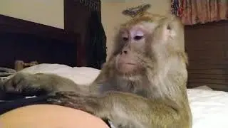 Bugs Bullock Grooming Master ASMR