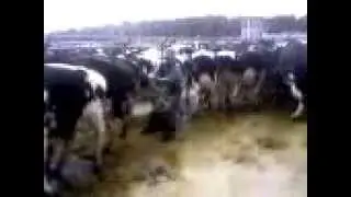 Cow surfing