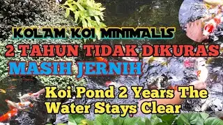 KOLAM KOI MINIMALIS || 2 TAHUN TIDAK DIKURAS MASIH JERNIH || Koi Pond 2 Years The Water Stays Clear