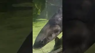 Giant Freshwater Sturgeon