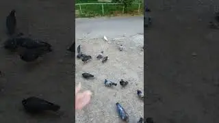 грустный голубь/ белый голубь или как работает общественное мнение