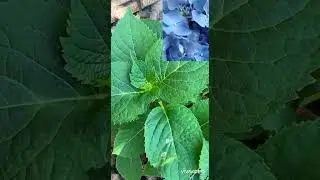 Перекрашиваем гортензию #дача #сад #гортензія