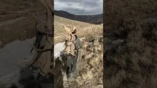 Walking out with a set of sheds #elk #hunting #muledeer #outdoors