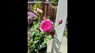 Eden rose 粉龙沙宝石裸根苗首开，好看 #garden #plants #rose