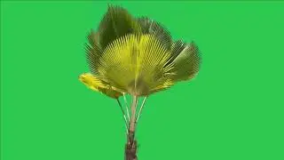 Tree green screen video, Green screen tree, tree green screen effect kinemaster, P-58