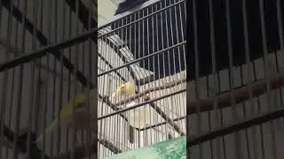 kenari ku  selalu bunyi