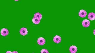 Free Green Screen : Flower Rain : Copyright Free Video : Chroma Key : 