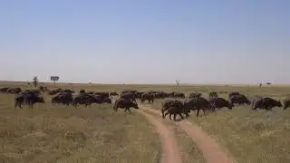 buffalo