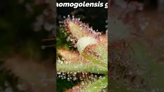 Brazilian sundew gets a fly, timelapse #shorts