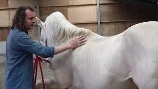 The Real Reason Mules' Backs Look Like That