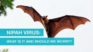 Nipah Virus: What Is It and Should We Worry?