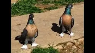 10 NUMBER 5 STAR GAME BIRD PIGEIN GAZI BABA BELGIUM