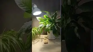 Музыка растений в домашних условиях