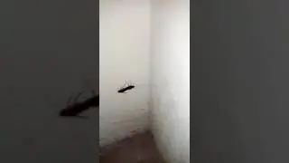 GALERA FUI NA COZINHA E PEGUEI DUAS BARATA TRANSANDO 😂😂😂😂