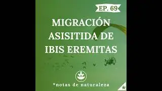 Migración asistida de ibis eremitas. #69