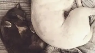 I still miss my cat