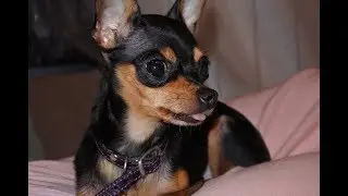 Return. Russian Toy Terrier (Sobakovlog).